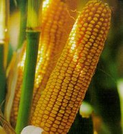 Семена кукурузы гибридные в Беларусь